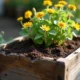Jardinier en bois ancien avec fleurs fanées en extérieur
